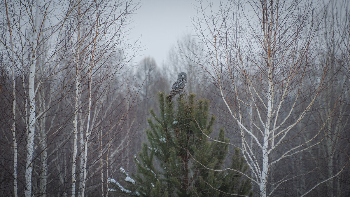 Лесные просторы, морозный воздух и взгляд совы — мгновение вечности. - Вадим Басов