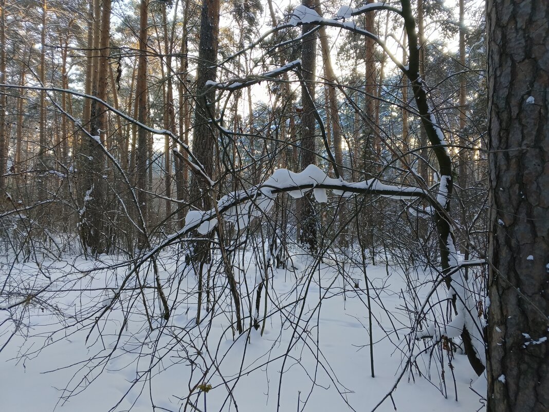 Зимняя страна чудес. - Любовь Сахарова