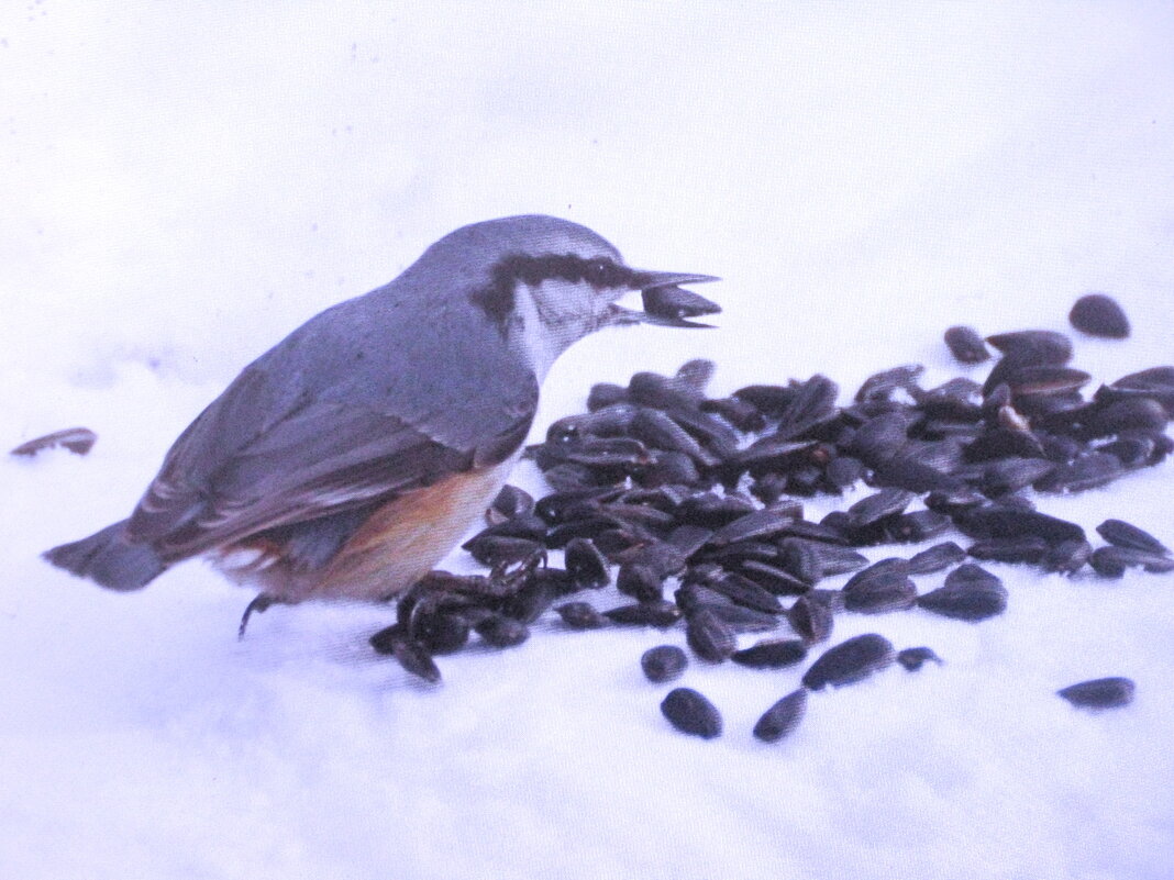 Любитель семечек - Людмила Смородинская