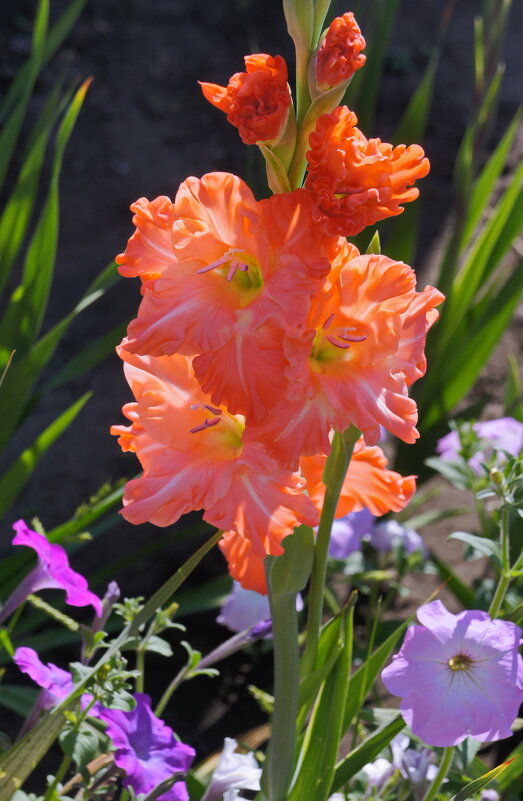 Красавец из сада. - сергей ермошкин