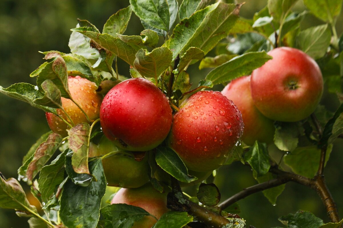 Яблочное утро - Юрий. Шмаков