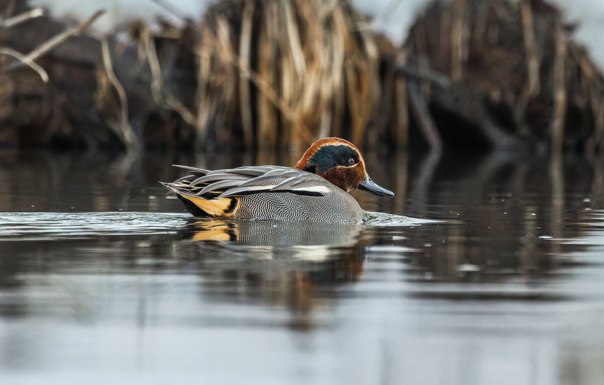 чирок свистунок - юрий макаров