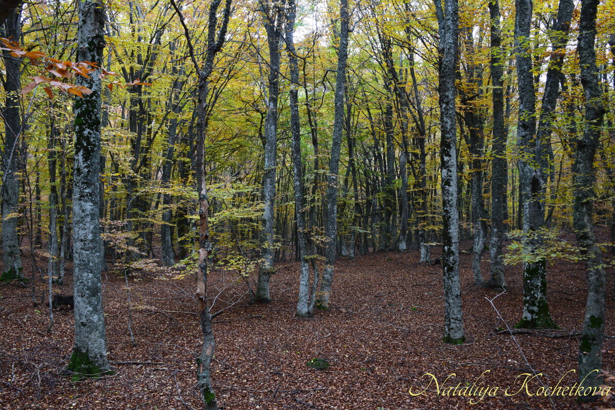 Природа Крыма - Amazing Cosmea