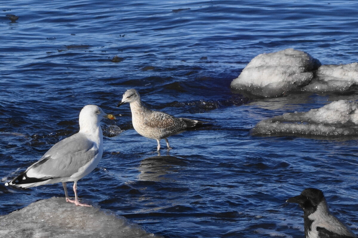 Чайки и ворона на море - Рита Симонова