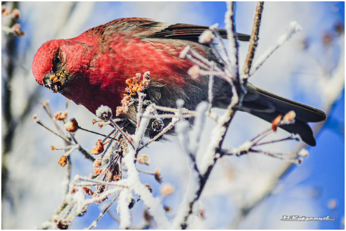 Щур обыкновенный. - Михаил. 