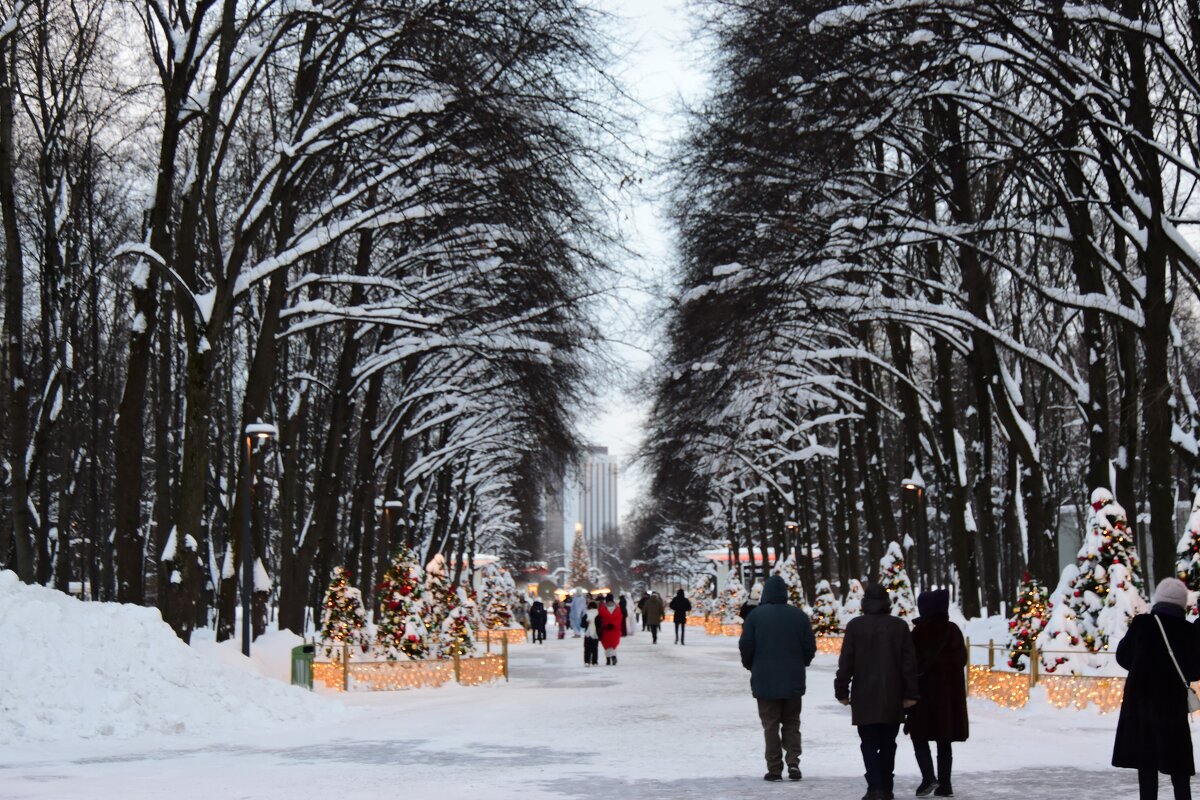 Аллея в парке Сокольники. - Наталья Вязигина