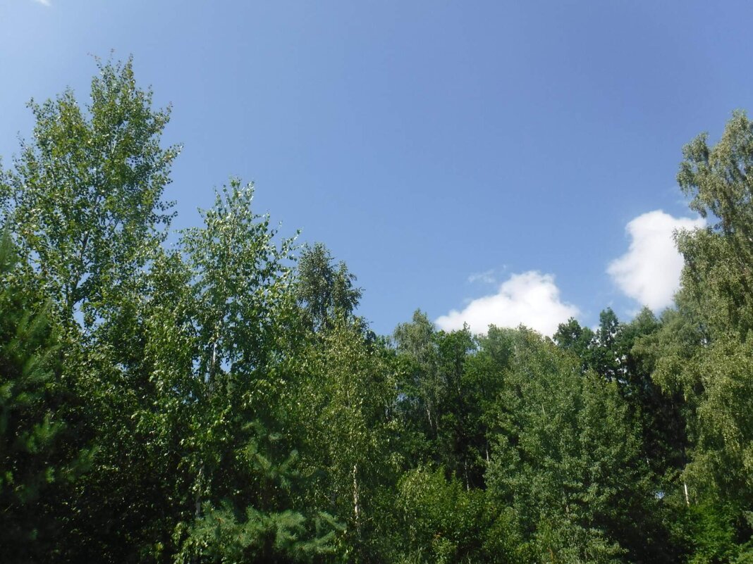 Природа - Елена Сухорученкова