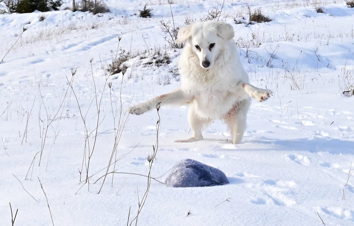 Алита  атакует - Светлана 