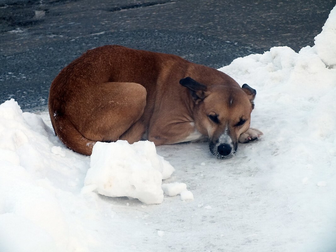 Бездомный - Зоя Мишина