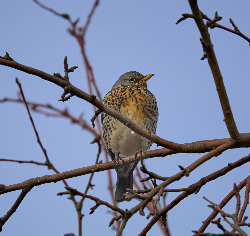 Дрозд рябинник - Александр Посошенко