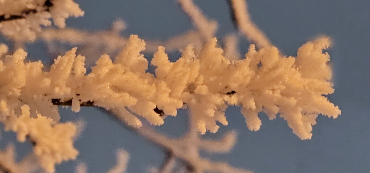 Иней Калининграда - Михаил Свиденцов