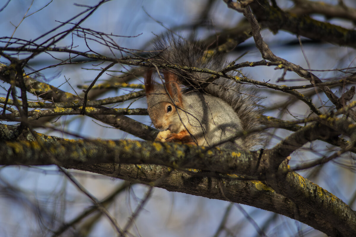 Белка. - Александр. AVG100 ---