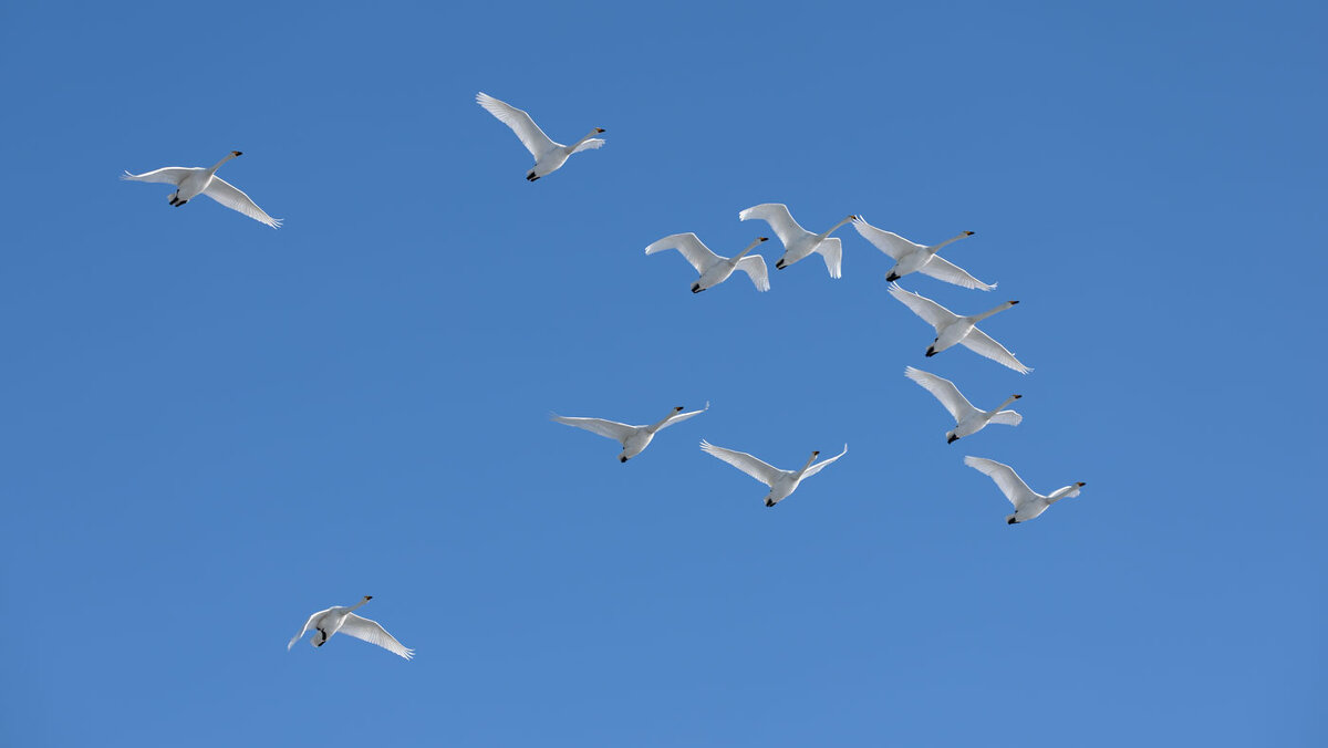 Лебеди.... - владимир 