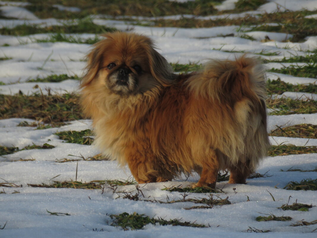 Рыжий - Николай Я