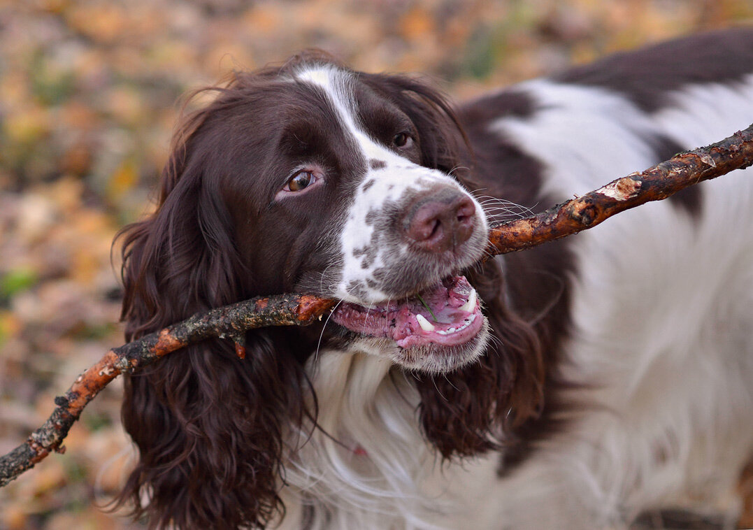 Торушка - Ирина С