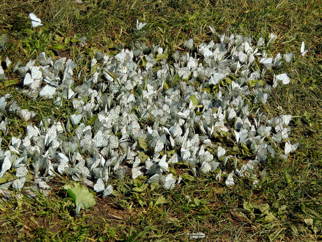 Как здорово, что все мы здесь сегодня собрались ). - nadyasilyuk Вознюк