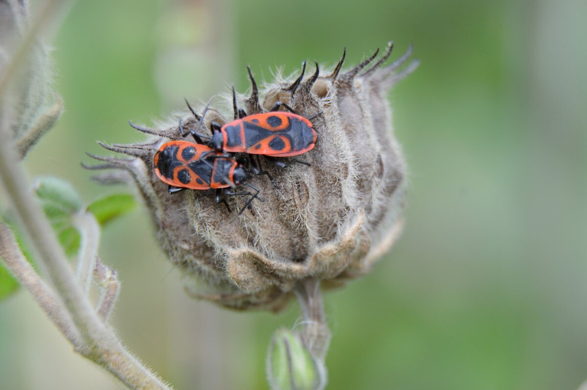Свидание... пригрелись...конец октября... - Надежда Куркина 