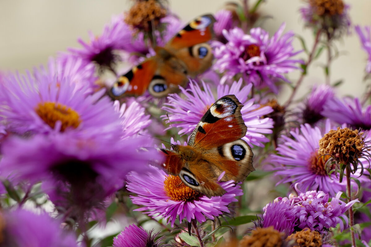 опять про бабочек...407 - Александр Прокудин