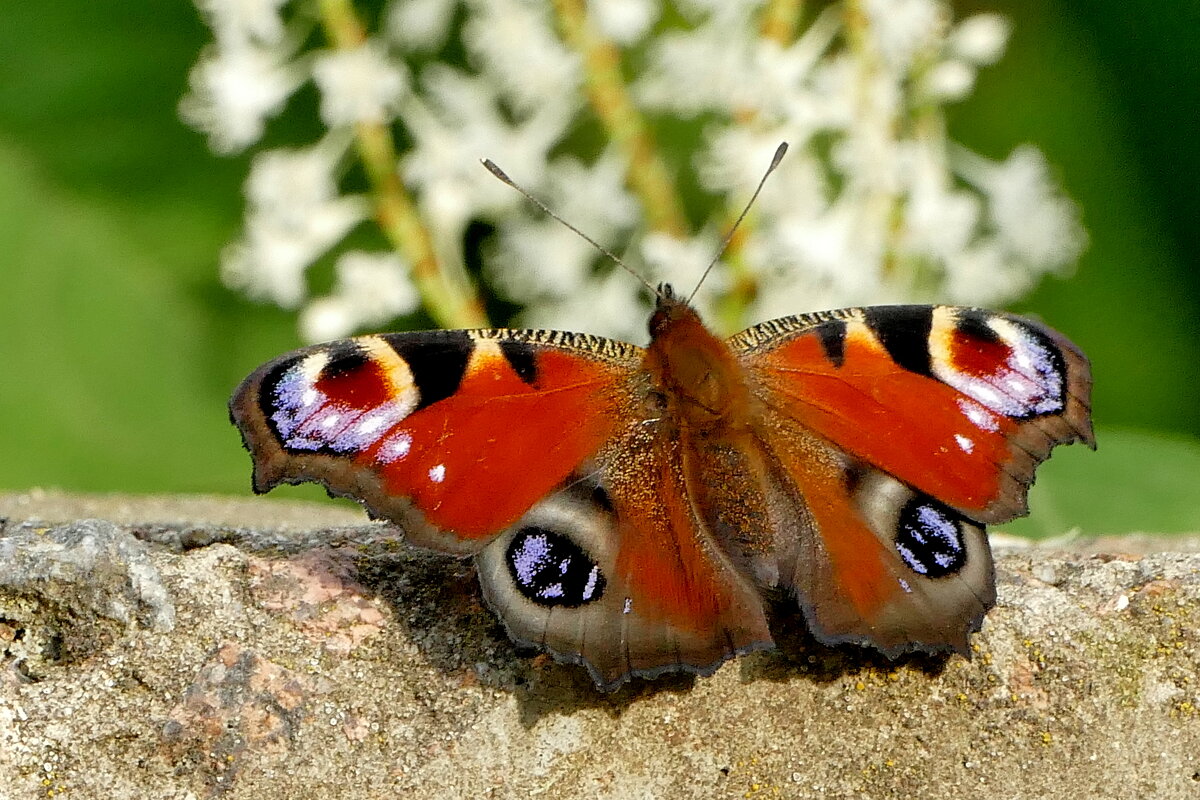 опять про бабочек...410 - Александр Прокудин