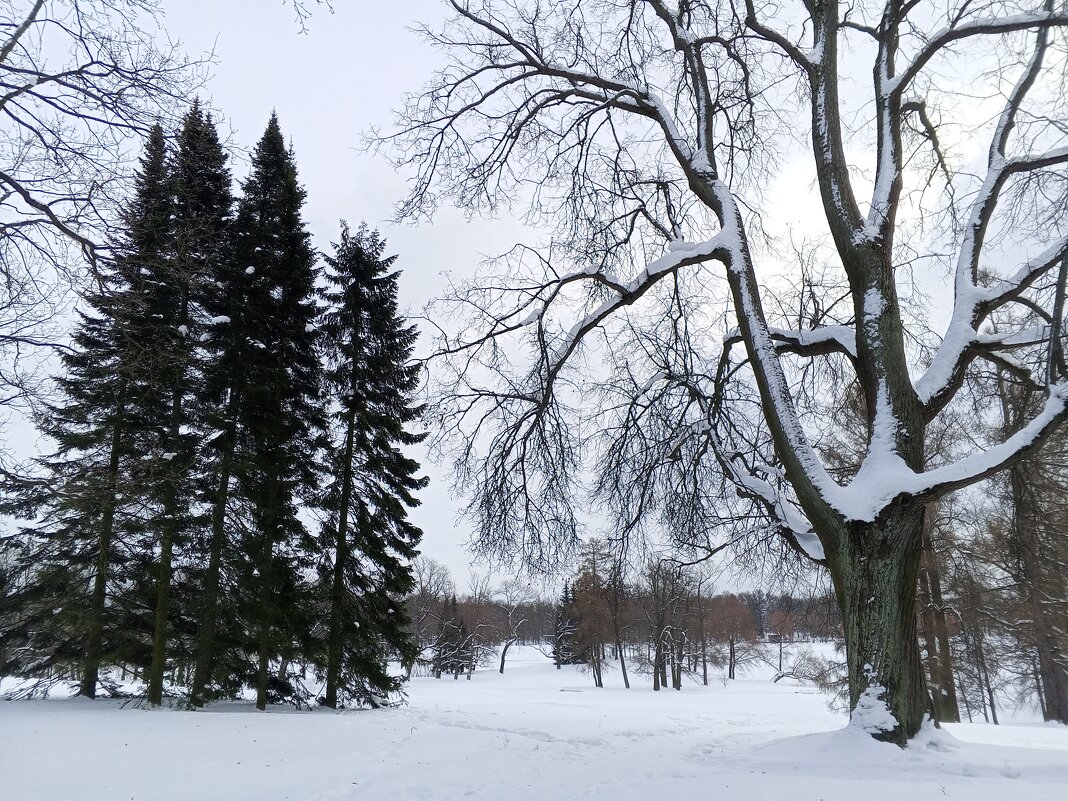Зима - Сапсан 