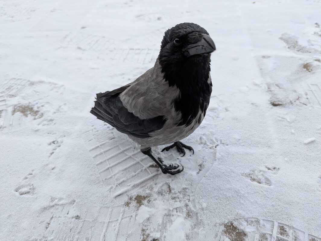 Воронёнок... - Андрей Хлопонин