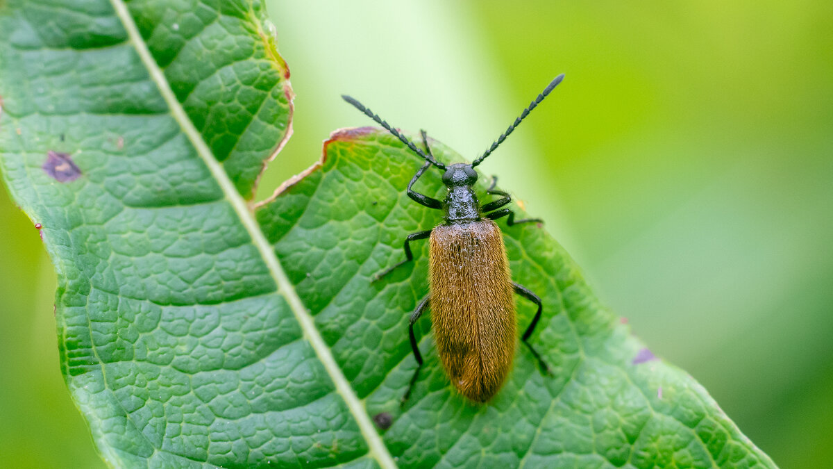 Мохнатка обыкновенная - Владимир Лазарев