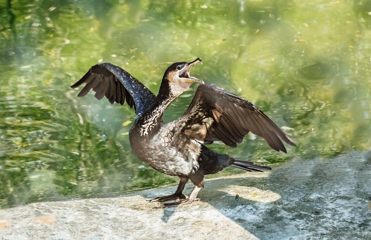 Баклан - SanSan 