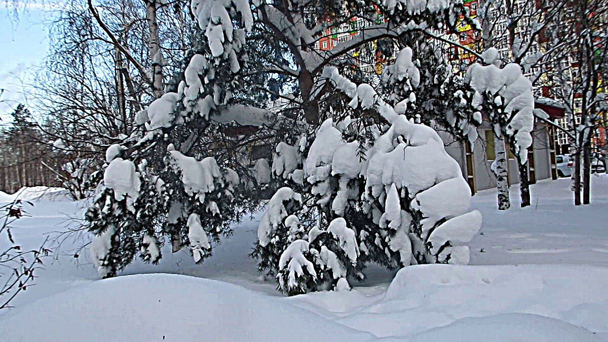 Февраль...В снежно-морозном царстве! - Владимир 