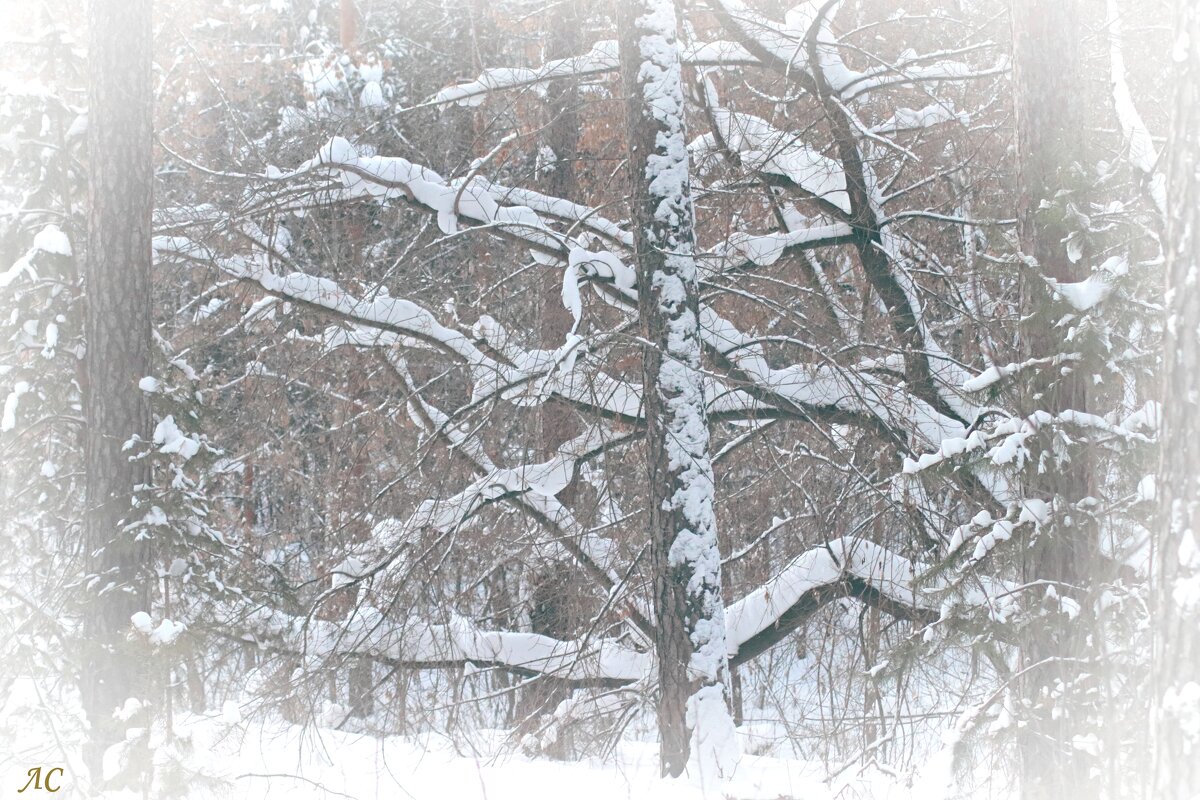 Зимняя архитектура леса - Любовь Сахарова