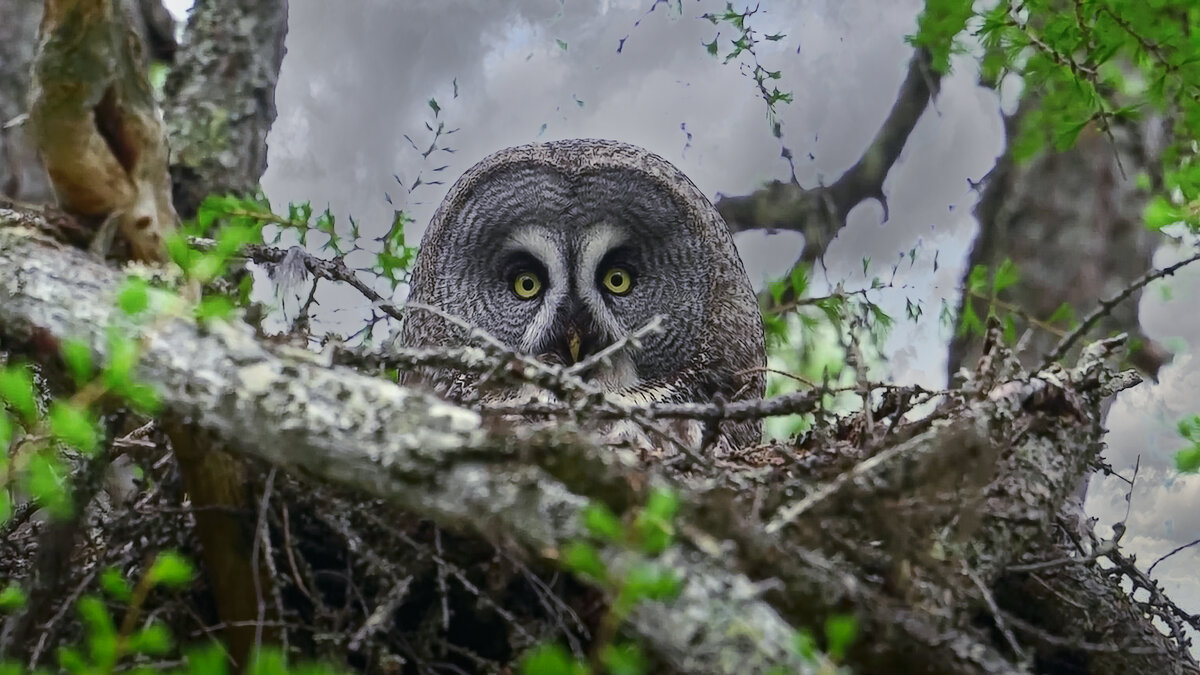 Бородатая неясыть в гнезде - Aleksey Afonin