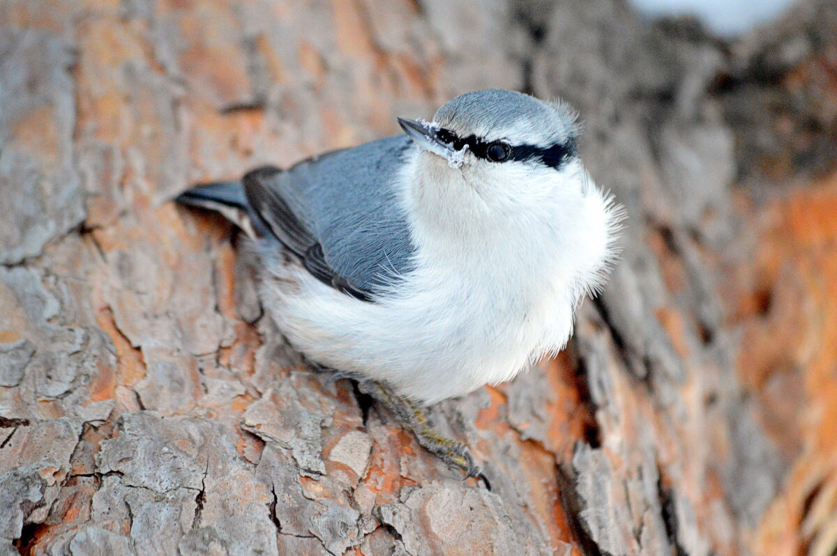 Весь внимание) - Татьяна Лютаева