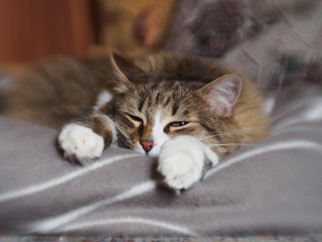 Тренируйся на кошках... - Николай 