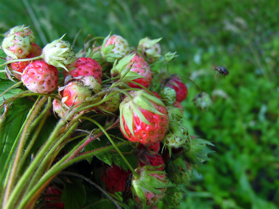 Мгновенья лета. - nadyasilyuk Вознюк