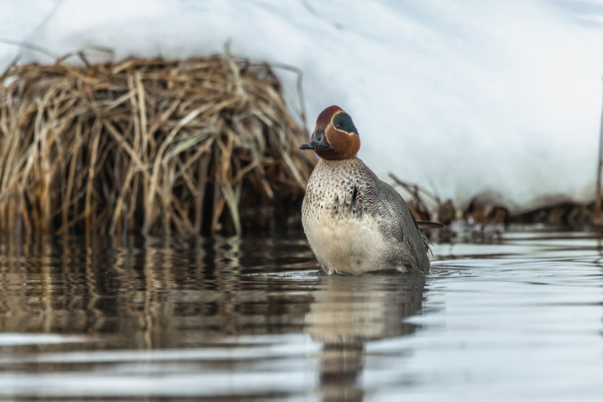 чирок свистунок - юрий макаров