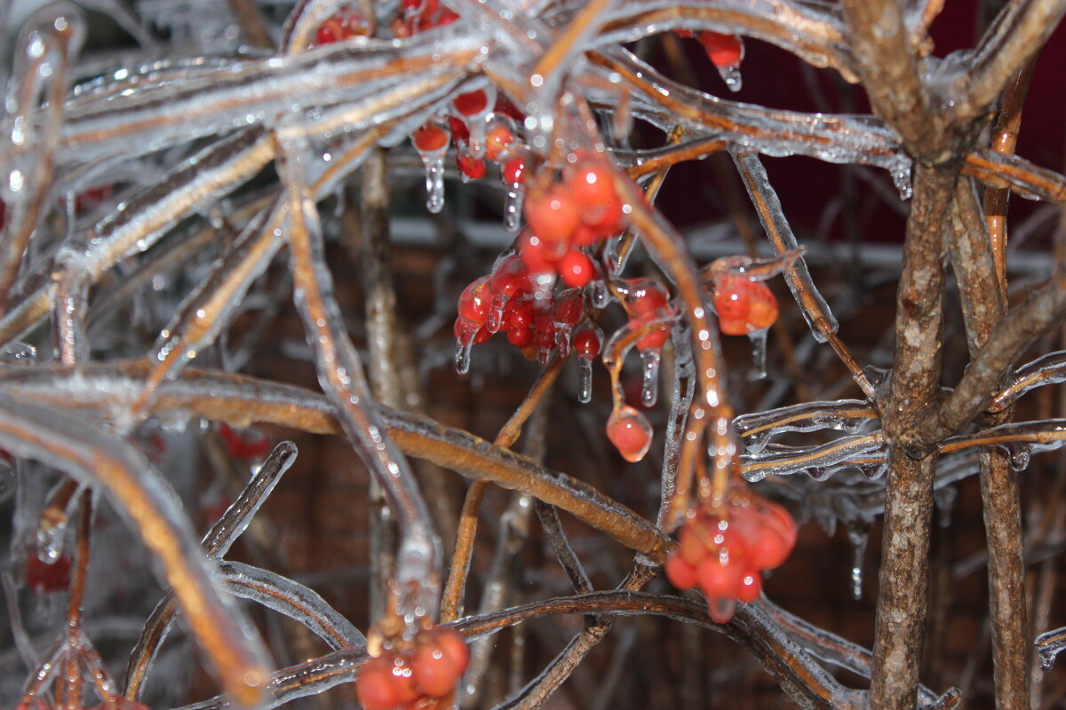ягодка калинка - Наталья Штанулина