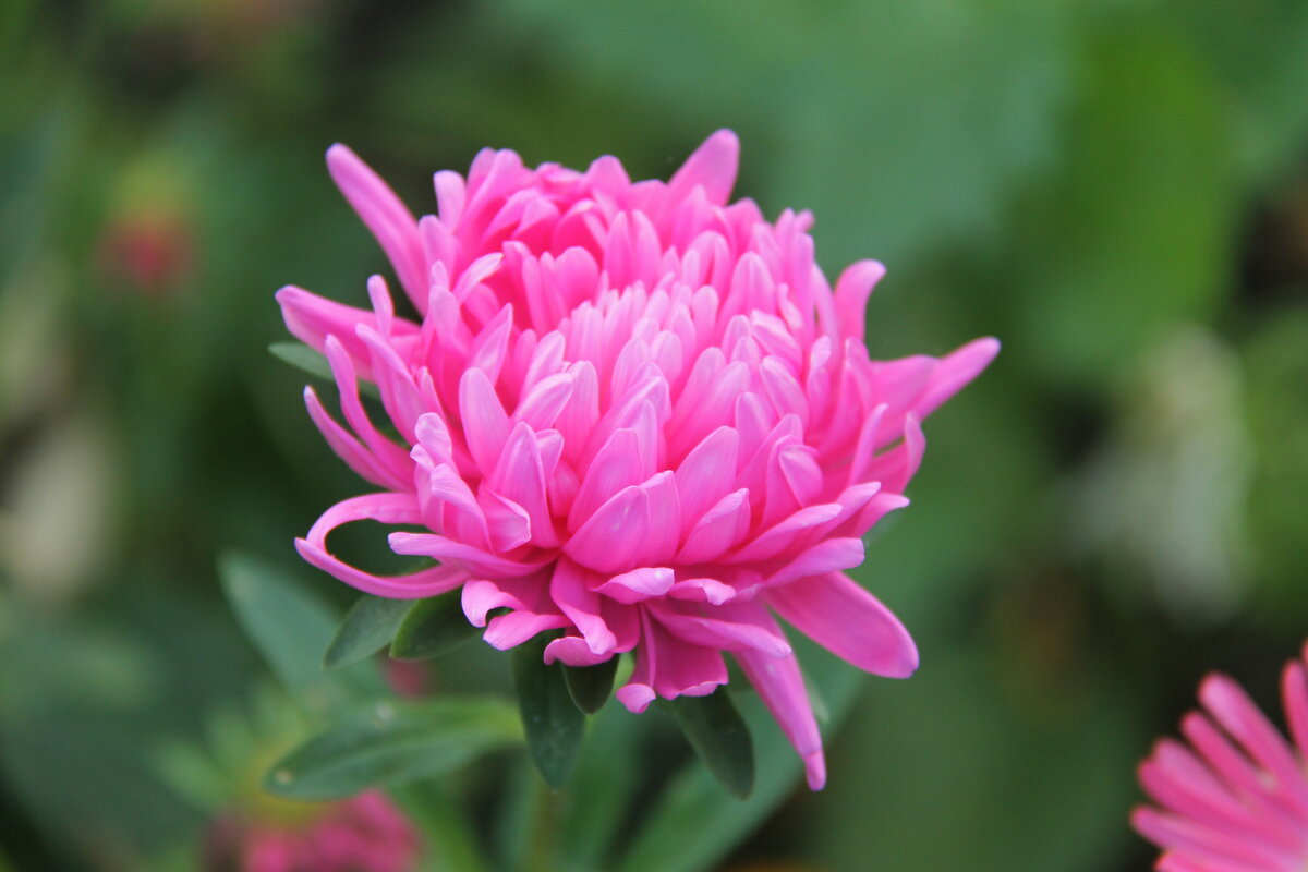 АСТРА В САДУ - Валентина 