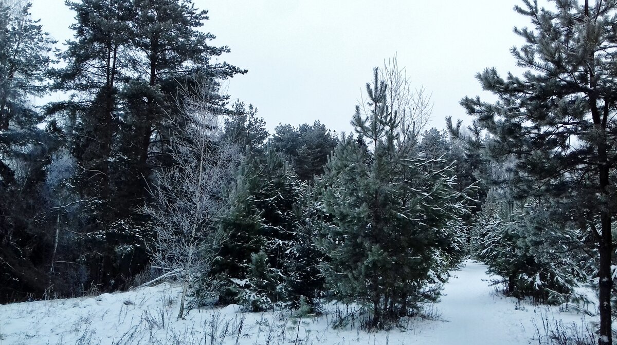 елки сосны снег - Владимир 