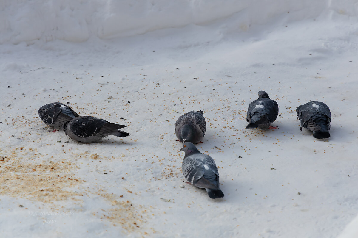 Голуби на прикорме - Александр Синдерёв