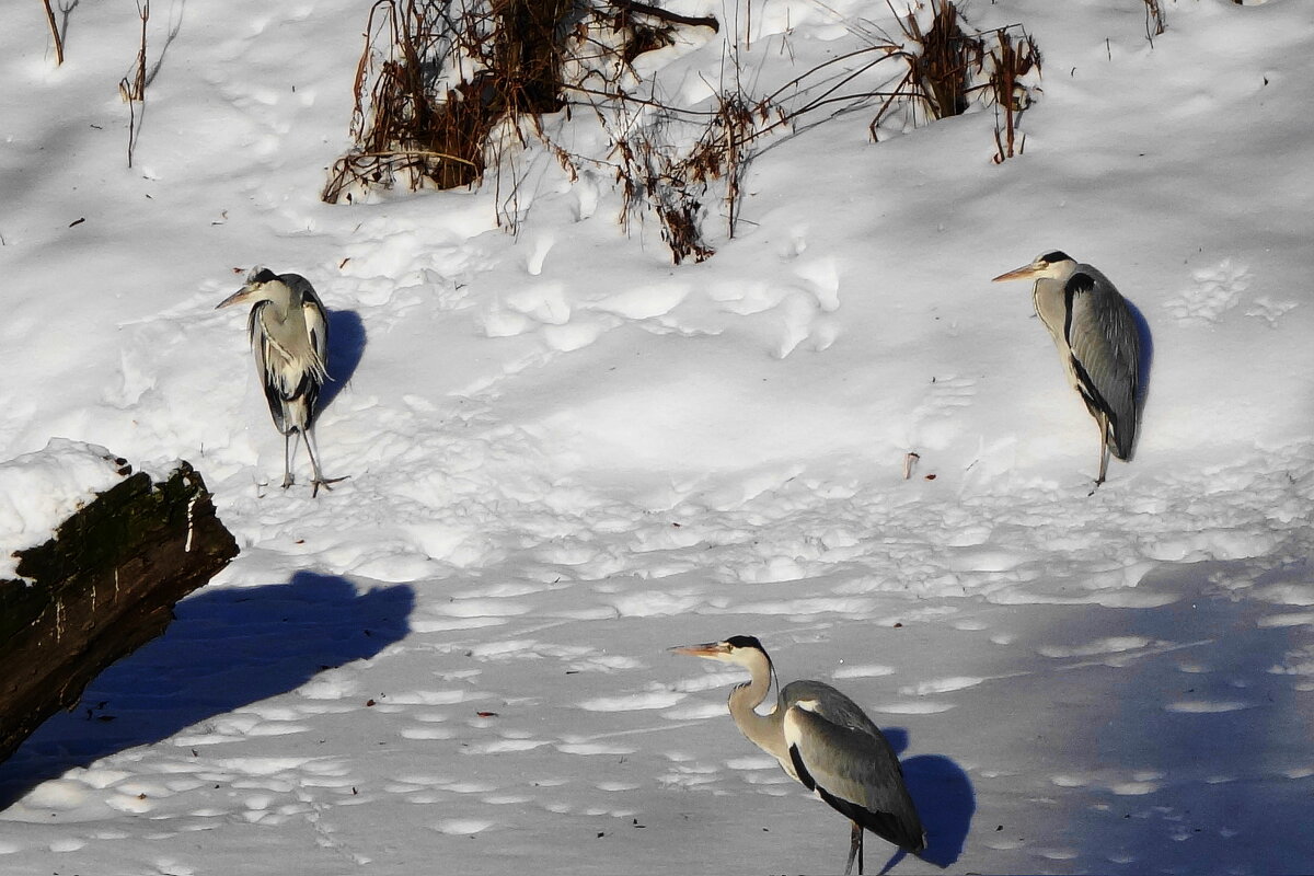Цапли в городе - Рита Симонова