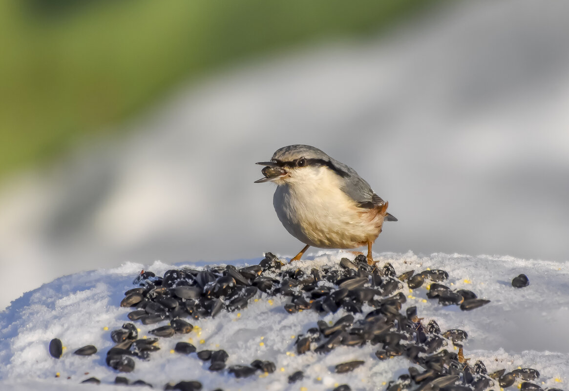 Завтрак. - Sergey (Apg)