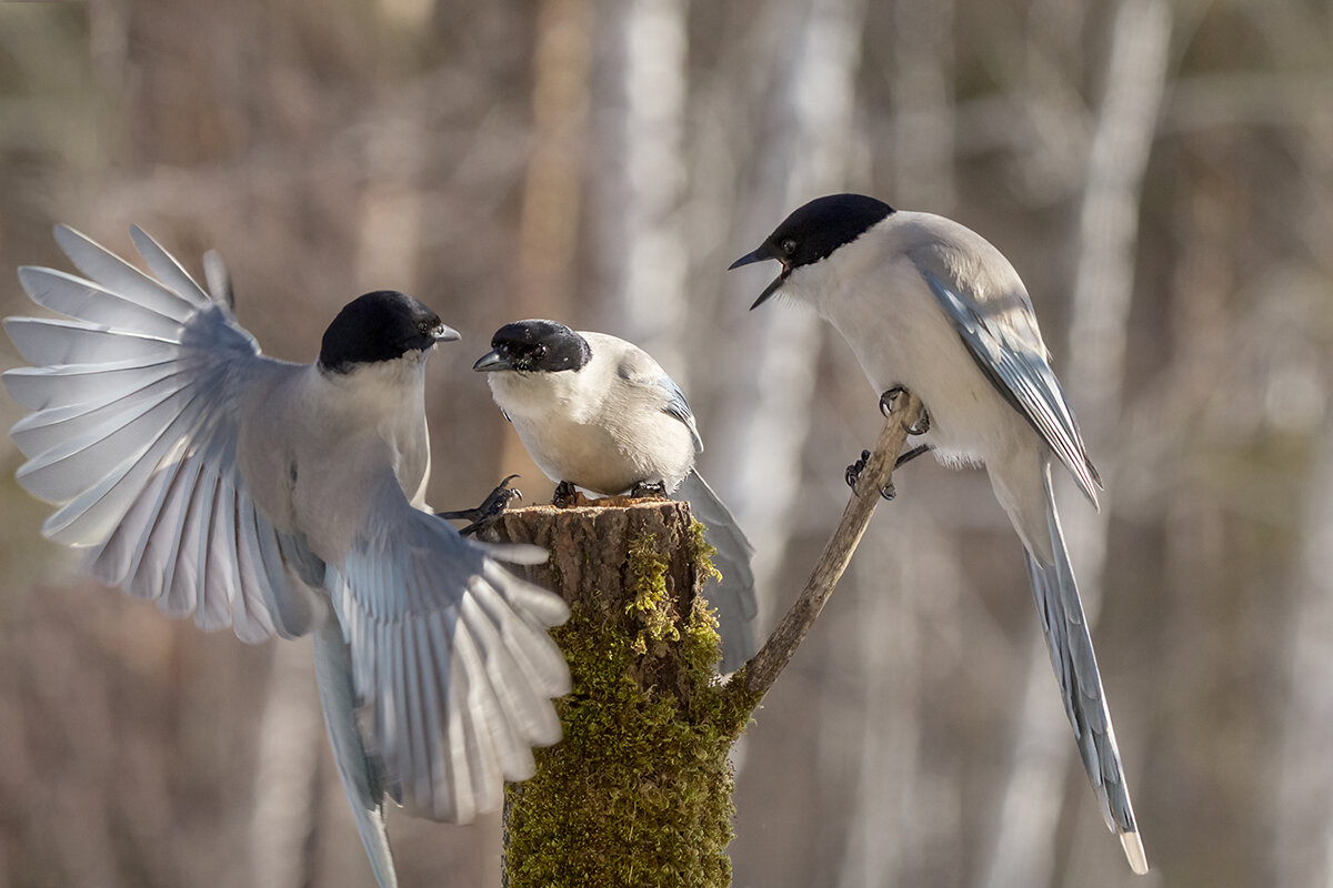 Новости - Ирина Коледова