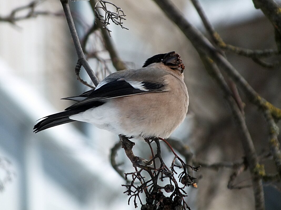 Снегирь - Зоя Мишина