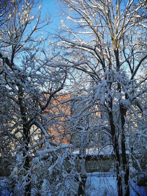 Зима и деревья - М С