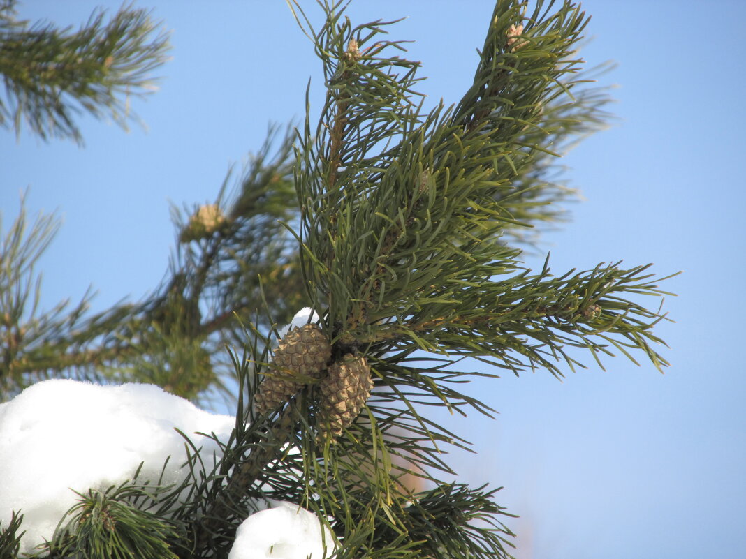 Зимний этюд - Galaelina ***