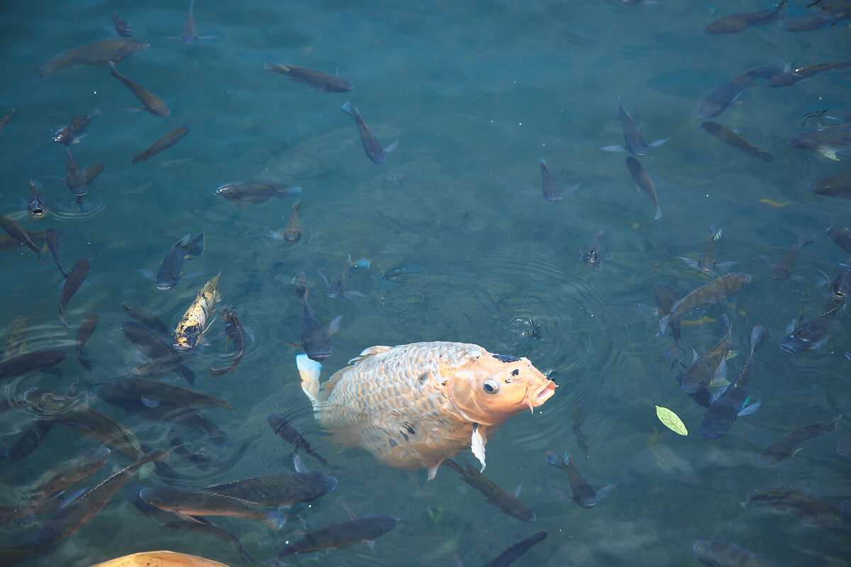 гость из водной стихии - Андрей Город