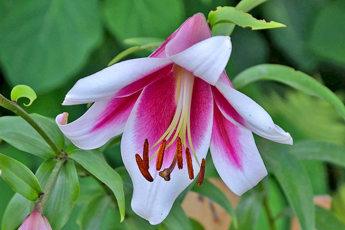 Утончённая... - Валентина  Нефёдова 