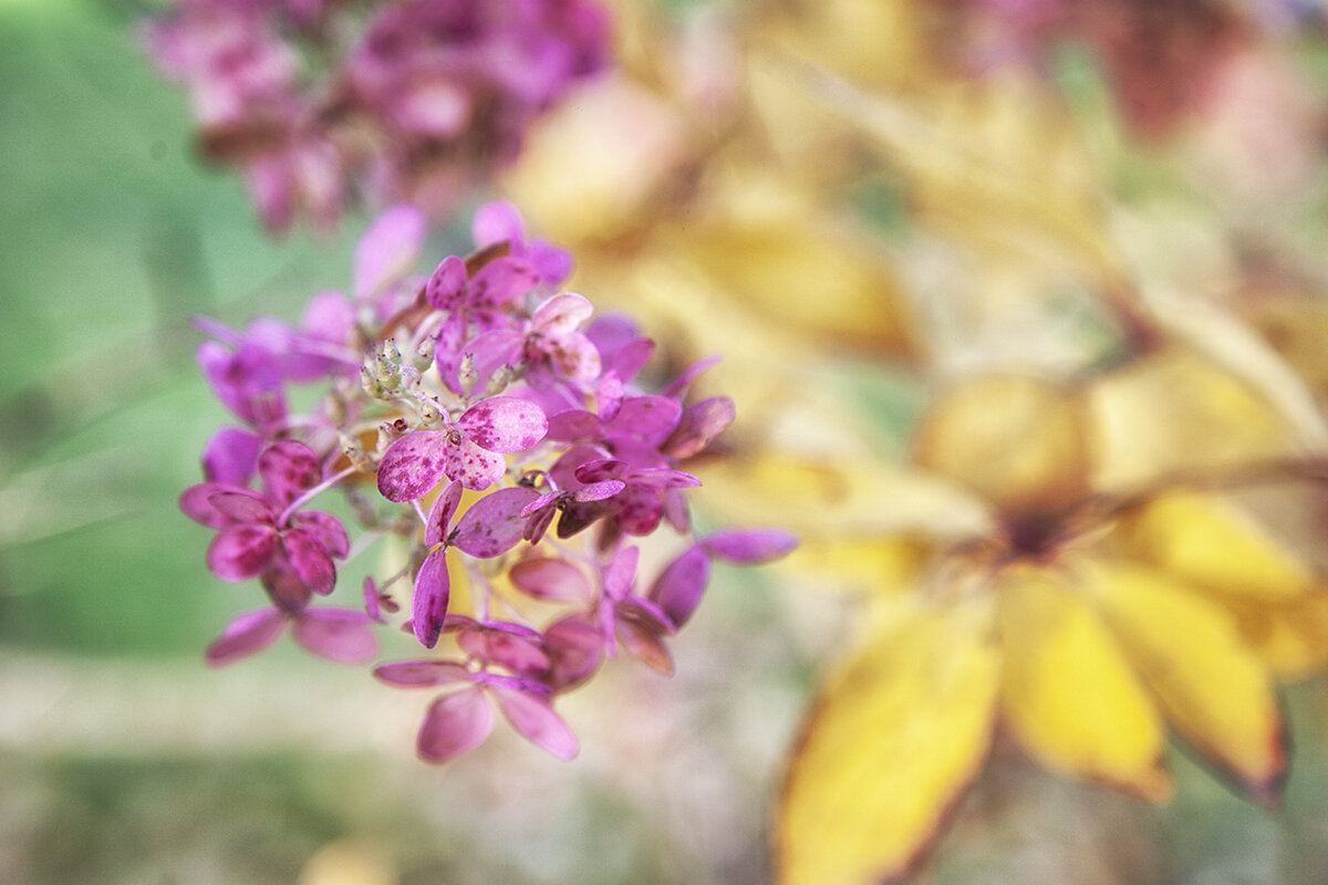 Осенняя гортензия. - Лилия *