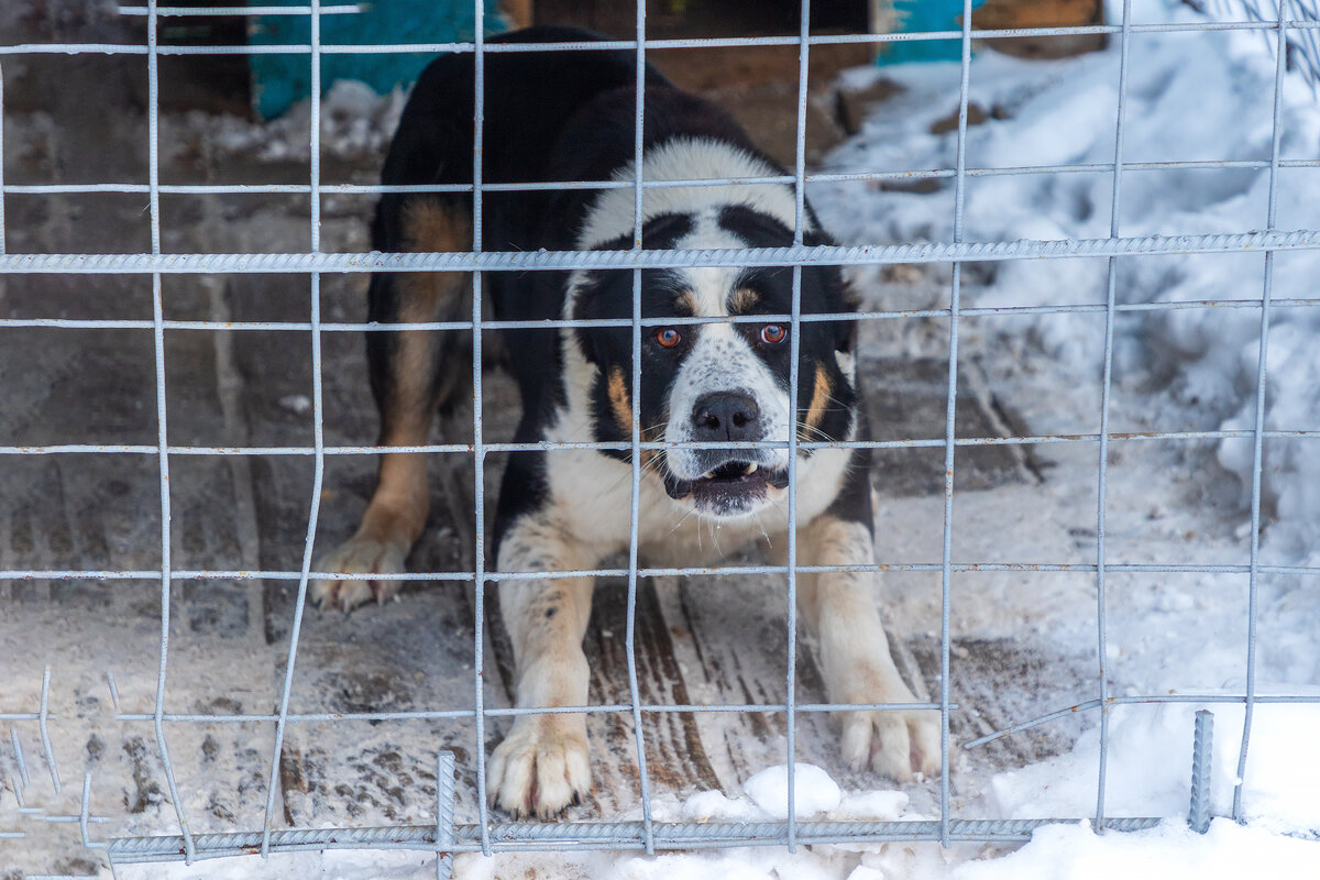 Ох ... только бы выдержала решётка. - Анатолий. Chesnavik.