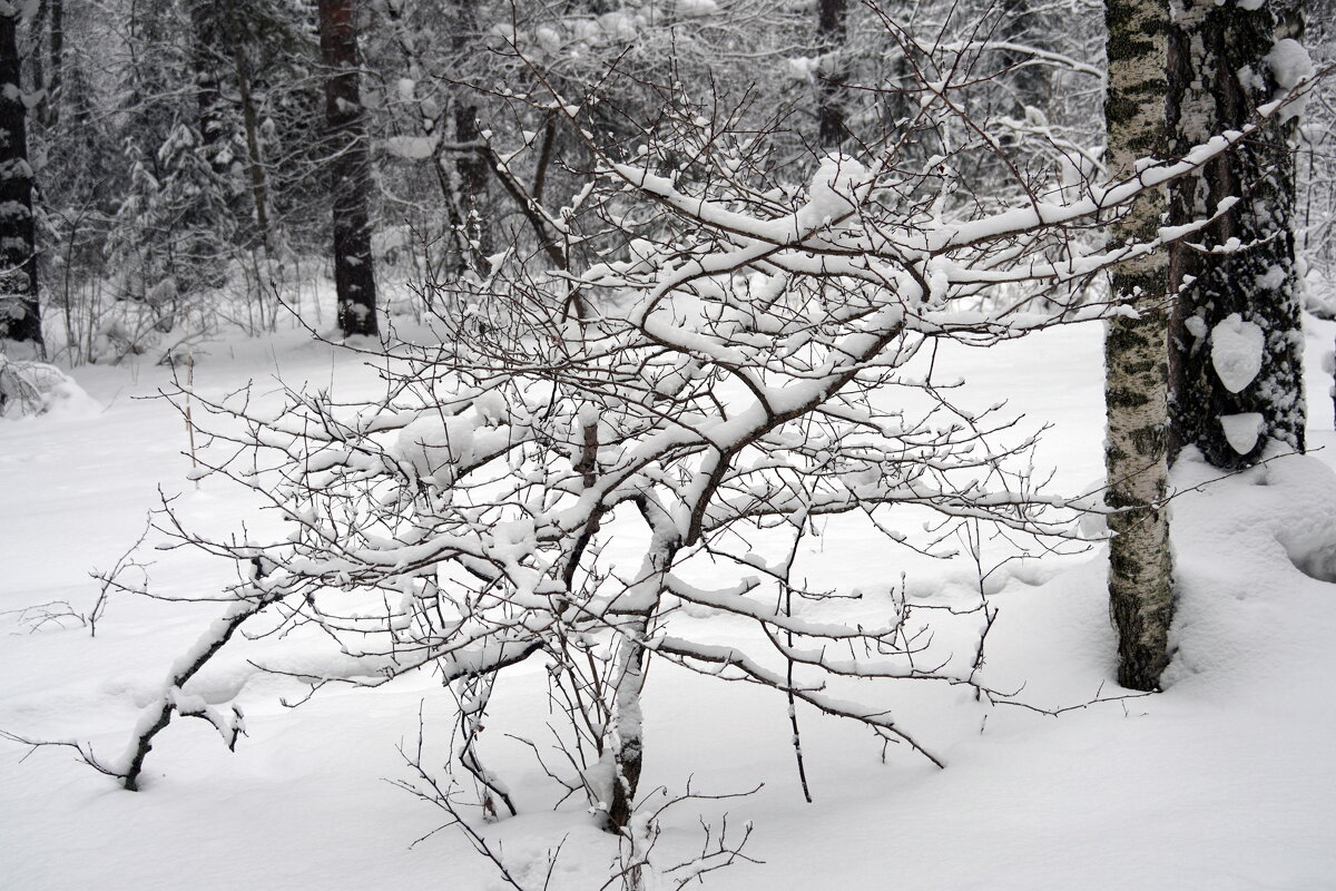 Лесной бонсай - Павел Трунцев