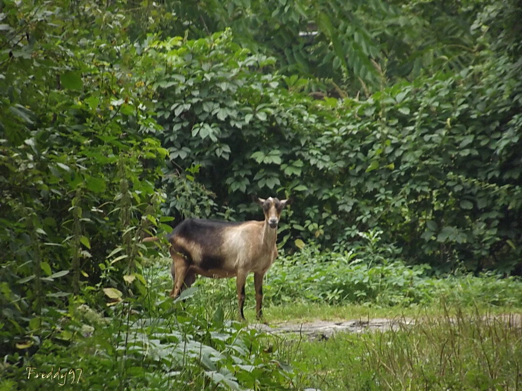 Потерялся я... - Freddy 97